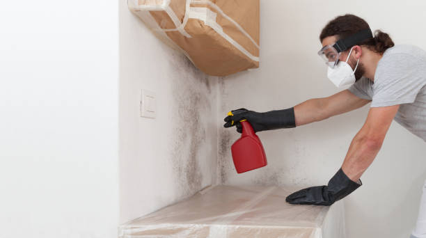 Professional Black Mold Removal technician working in Rockville Centre, NY
